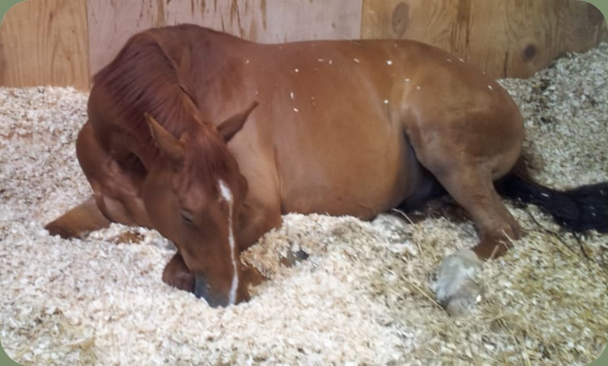 One of our resting patients, quietly contented in his large American Barn stable